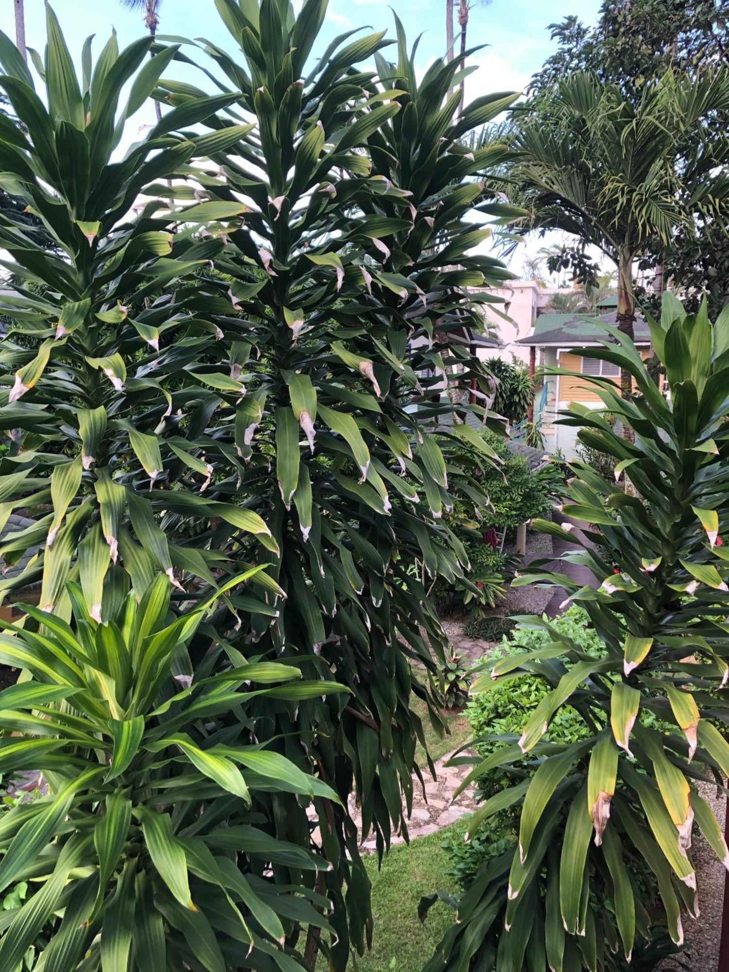 לאס טרנאס Hotel Casa Robinson מראה חיצוני תמונה